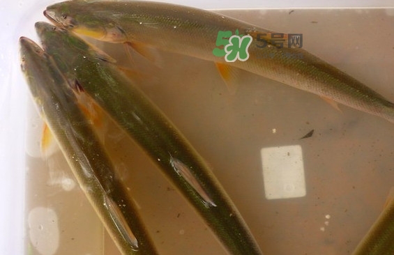 鳡魚怎么做好吃？鳡魚有天敵嗎