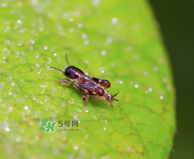 跳蚤會(huì)寄生在人身上嗎？跳蚤會(huì)在人身上存活嗎？