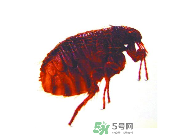 跳蚤會飛嗎？跳蚤會咬人嗎？