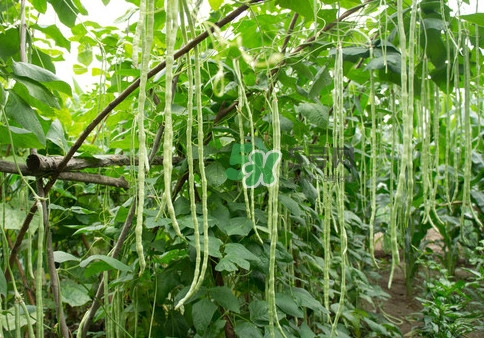 豇豆是什么樣的？豇豆是長豆角嗎？