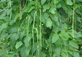 缸豆幾月份種？缸豆什么時(shí)候播種？