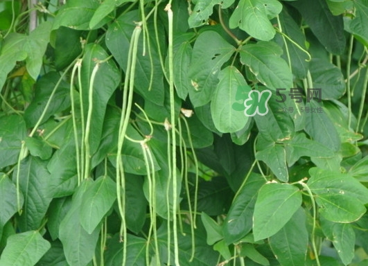 缸豆什么季節有？缸豆是幾月的蔬菜