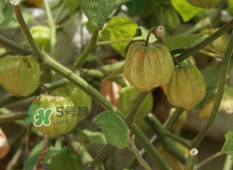 黃菇娘幾月種植？黃菇娘的種植注意事項(xiàng)