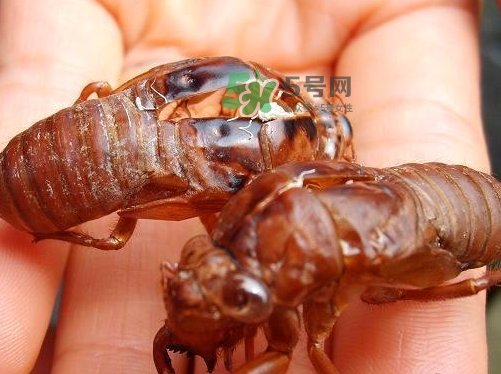 金蟬為什么這么貴？野生金蟬和養殖金蟬的區別