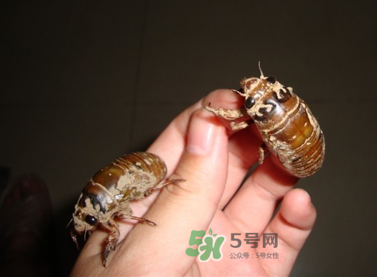 金蟬晚上幾點(diǎn)出來(lái)？金蟬為什么晚上出來(lái)？