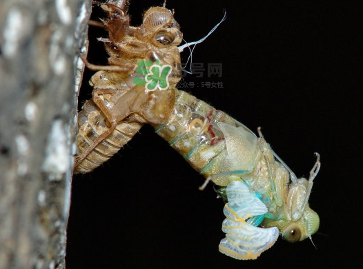 金蟬晚上幾點(diǎn)出來(lái)？金蟬為什么晚上出來(lái)？