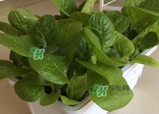 木耳菜怎么清洗？木耳菜怎么擇？