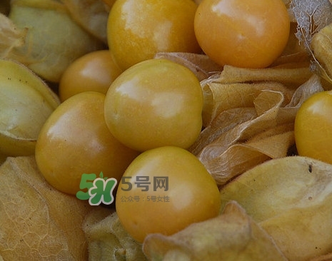 黃菇娘幾月種植？黃菇娘的種植注意事項(xiàng)