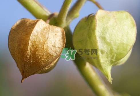 菇娘是寒性還是熱性？菇娘是哪里產的