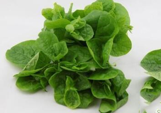 木耳菜可以生吃嗎？木耳菜可以涼拌嗎