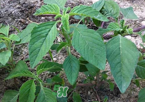 野莧菜孕婦能吃嗎？莧菜和野莧菜的區別