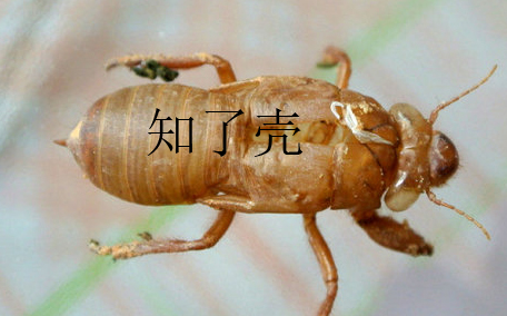 蟬殼多少錢一斤？蟬殼多少錢一斤2017？