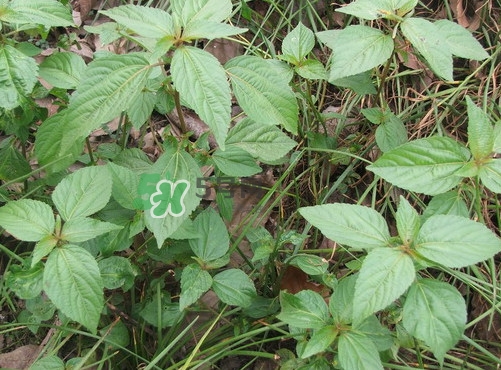 野莧菜孕婦能吃嗎？莧菜和野莧菜的區別