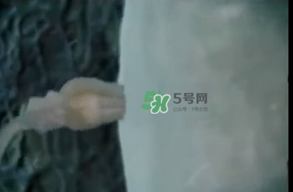 懷孕初期怎么保胎？陰道出血是流產征兆嗎？