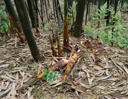 苦筍做法有哪些？苦筍怎么處理才不會苦