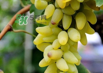 金手指葡萄是不是轉基因品種？美人指與金手指葡萄的區(qū)別