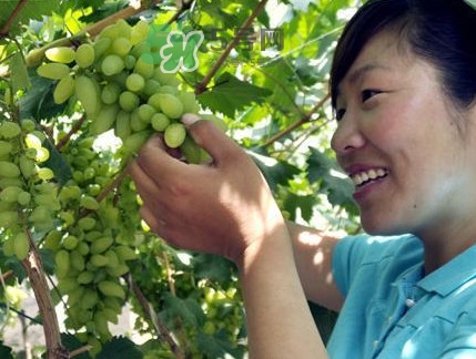 金手指葡萄到底有什么缺點(diǎn)？金手指葡萄什么時(shí)候成熟