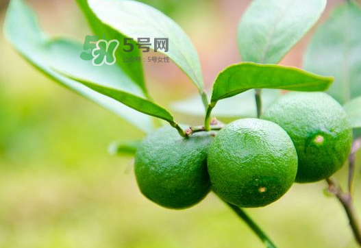 八月份可以吃橘子嗎？八月份的橘子能吃嗎？