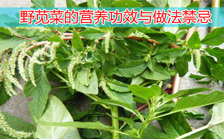 紅莧菜的功效與作用 紅莧菜是什么季節的菜
