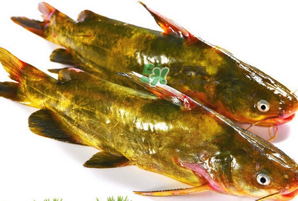 黃刺魚(yú)死了能吃嗎？黃刺魚(yú)不能與什么同食