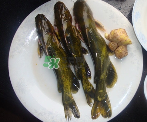 黃刺魚(yú)是發(fā)物嗎？黃刺魚(yú)是黃辣丁嗎