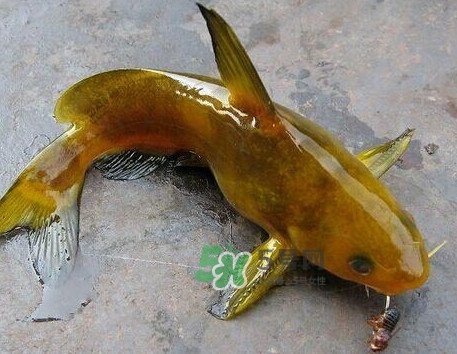 黃刺魚幾月份最好釣？黃刺魚怎么釣