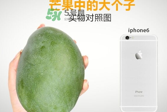 凱特芒果多少錢一斤？凱特芒果價格