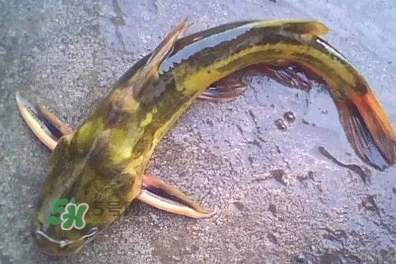 黃蜂魚有毒嗎？黃蜂魚怎么去毒