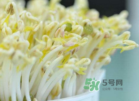 豆芽什么季節吃？豆芽什么時候有