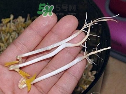豆芽有根好還是無(wú)根好？無(wú)根豆芽與有根豆芽區(qū)別