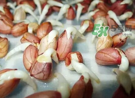 花生芽怎么培育？花生芽怎樣才能發出來