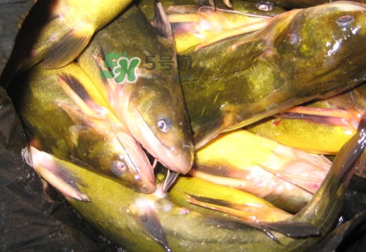 黃蜂魚有毒嗎？黃蜂魚怎么去毒