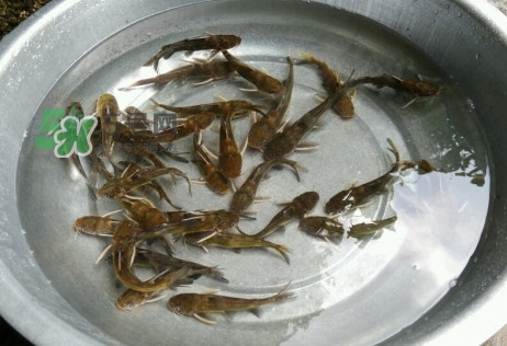 黃蜂魚怎么做好吃？黃蜂魚怎么釣