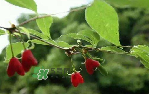 杈杷果怎么吃？杈杷果食用方法