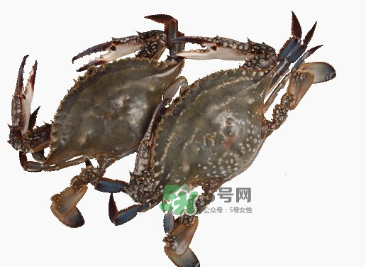 梭子蟹一只大概多重？梭子蟹一斤一般幾只？