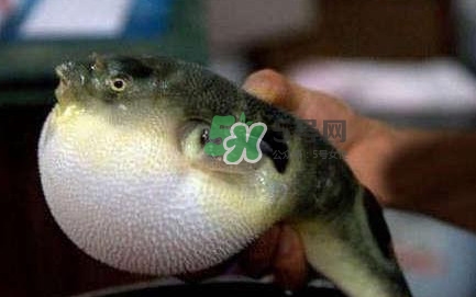 河鲀可以養嗎？河鲀有毒為什么還要吃