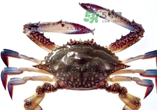 梭子蟹一只大概多重？梭子蟹一斤一般幾只？