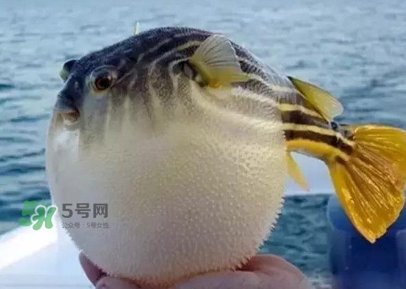 河鲀和大巴魚是一回事嗎？河鲀有哪些營(yíng)養(yǎng)價(jià)值