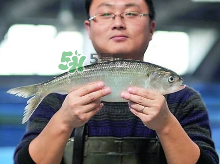 鰣魚與香魚怎么區分？鰣魚與香魚的區別