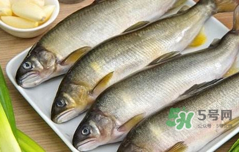 鰣魚與香魚怎么區分？鰣魚與香魚的區別