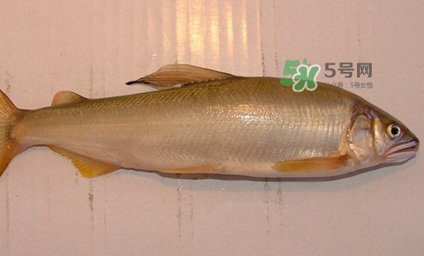 鰣魚與香魚怎么區分？鰣魚與香魚的區別