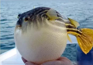 河鲀和大巴魚是一回事嗎？河鲀有哪些營養價值