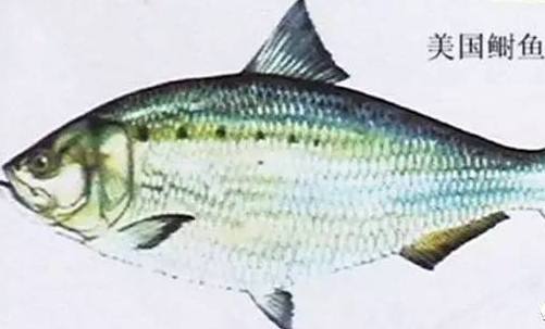 為什么吃清蒸海鰣魚都是半條？鰣魚有什么營養價值
