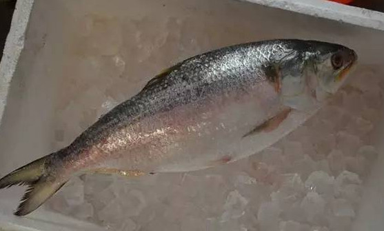 為什么吃清蒸海鰣魚都是半條？鰣魚有什么營養價值