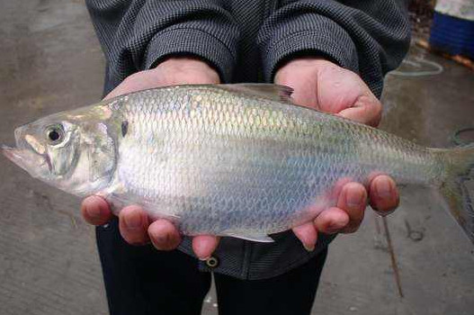 鰣魚是海魚還是淡水魚？鰣魚是發物嗎