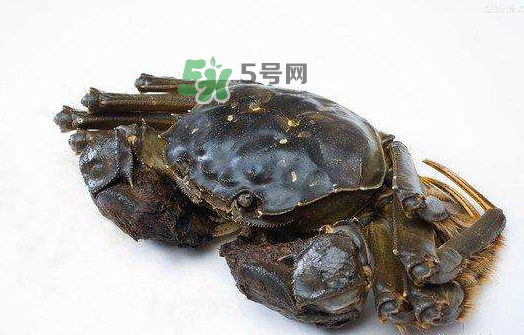 大閘蟹能活多久？大閘蟹可以活多久？