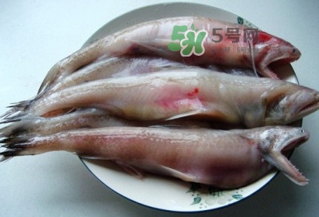 龍頭魚是什么魚？龍頭魚多少錢一斤？