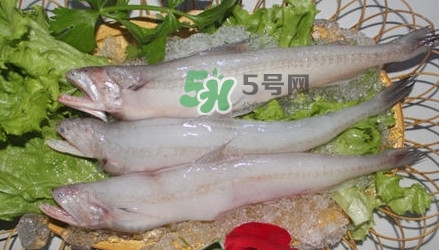 龍頭魚孕婦可以吃嗎？孕婦能吃龍頭魚嗎