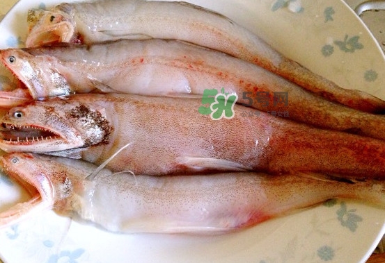 龍頭魚是什么魚？龍頭魚多少錢一斤？