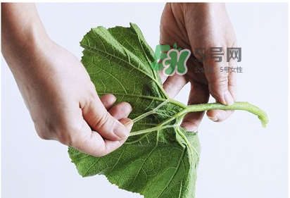 南瓜苗怎么做好吃？南瓜苗怎么撕？